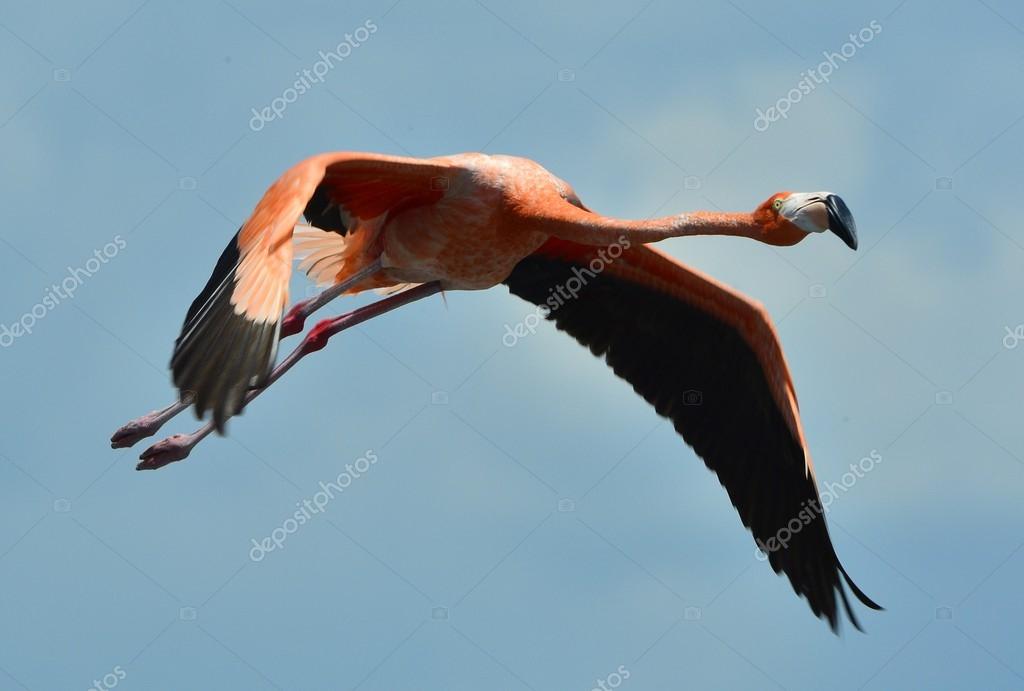 Flying Flamingo Stock Photo C Surzet 49613953