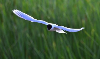 The black-headed gull (Chroicocephalus ridibundus) clipart