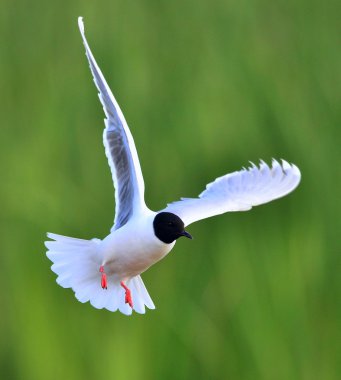Karabaş martı (chroicocephalus ridibundus)