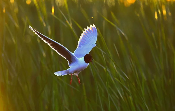 Racek chechtavý (chroicocephalus ridibundus) — Stock fotografie