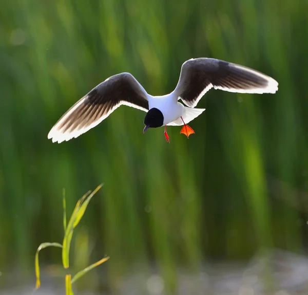 Mouette à tête noire (Chroicocephalus ridibundus) ) — Photo