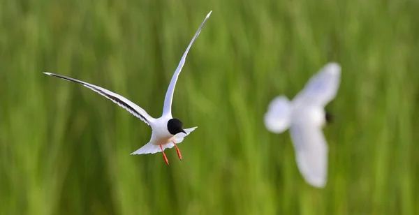 Racek chechtavý (chroicocephalus ridibundus) — Stock fotografie