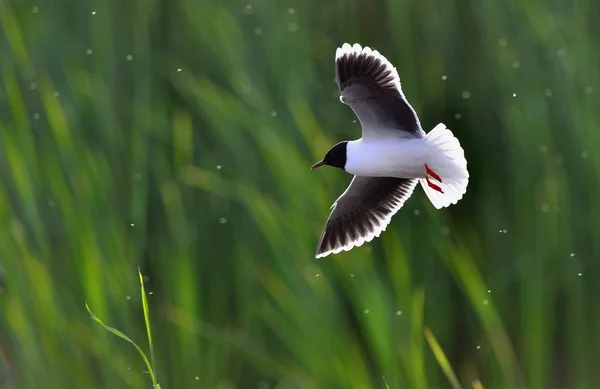 Skrattmås (Larus ridibundus) — Stockfoto