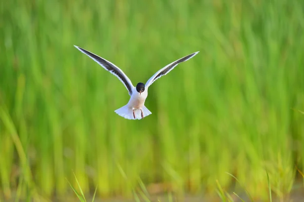 La gaviota de cabeza negra (Chroicocephalus ridibundus ) —  Fotos de Stock