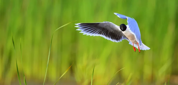 The black-headed gull (Chroicocephalus ridibundus) — Stock Photo, Image