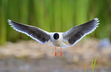 uçan açık Karabaş martı (Larus ridibundus)