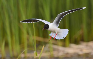 uçan Karabaş martı (larus ridibundus). 
