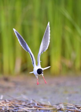 uçan açık Karabaş martı (Larus ridibundus)