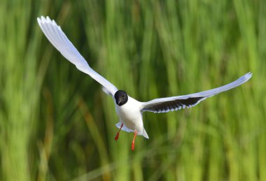 Karabaş martı (larus ridibundus) uçuş yeşil çim zemin üzerine. Açık