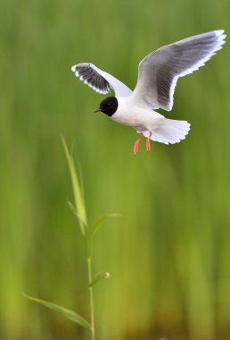 Karabaş martı (chroicocephalus ridibundus)
