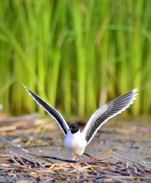 Az első Black-headed Gull (Larus ridibundus) repülő — Stock Fotó