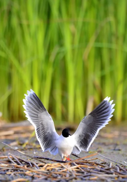 V přední části Black-headed Gull (Larus ridibundus), létající — Stock fotografie