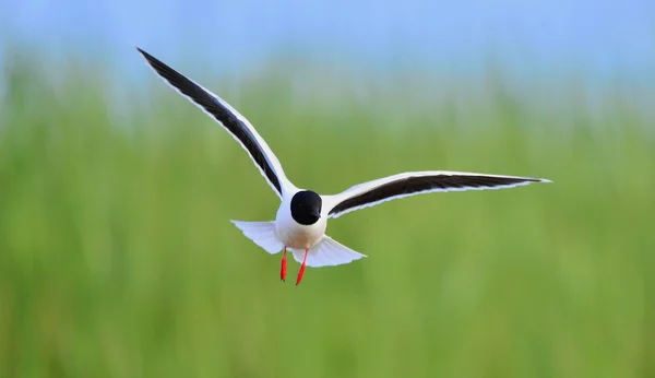 A frente de Gaivota-de-cabeça-preta (Larus ridibundus) voando — Fotografia de Stock