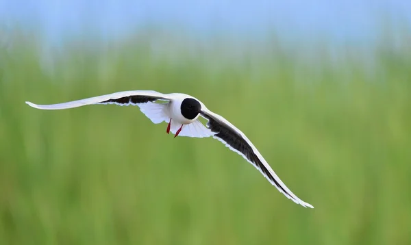 பறக்கும் கருப்பு தலை கொண்ட கழுகு (Larus ridibundus) முன் — ஸ்டாக் புகைப்படம்