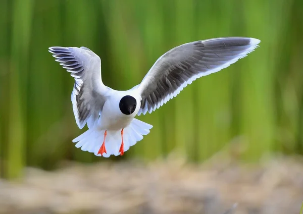 Skrattmås (Larus ridibundus) framsida flyger — Stockfoto