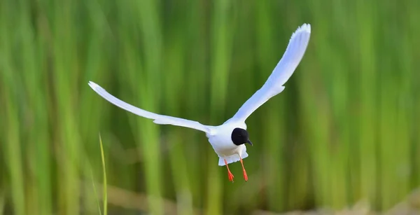 Черноголовая чайка (Larus ridibundus) — стоковое фото