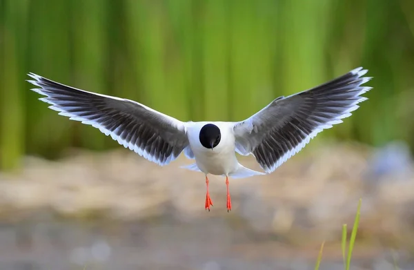 Skrattmås (Larus ridibundus) framsida flyger — Stockfoto