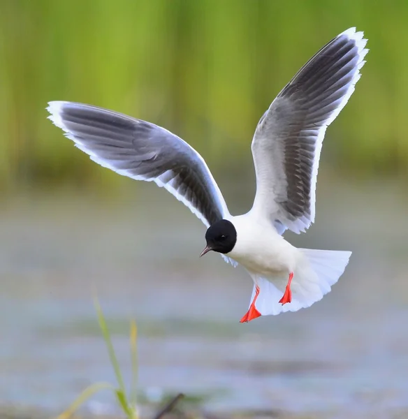 나는 검은 머리 갈매기 (larus ridibundus) — 스톡 사진