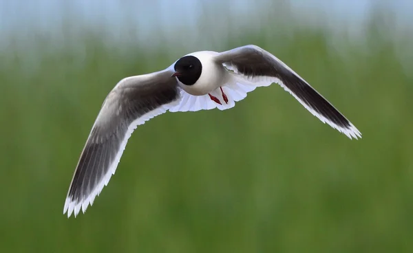 Передняя часть летящей черноголовой чайки (Larus bundus) — стоковое фото