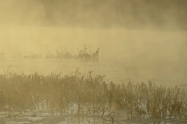 Nature foggy background — Stock Photo, Image