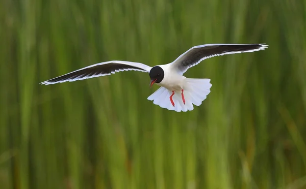 The front of Black-headed Gull (Larus ridibundus) flying — Stock Photo, Image