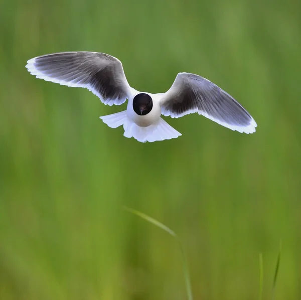 L'avant du Goéland à tête noire (Larus ridibundus) volant — Photo