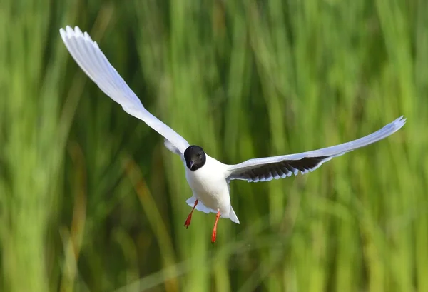 Kokmeeuw Larus Ridibundus Tijdens Vlucht Achtergrond Groen Gras Voorzijde — Stockfoto