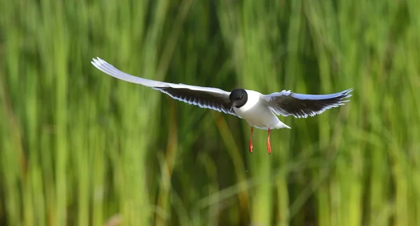 Черноголовая Чайка Larus Ridibundus Полете Зеленом Фоне Травы Фронт — стоковое фото