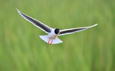uçan açık Karabaş martı (Larus ridibundus)