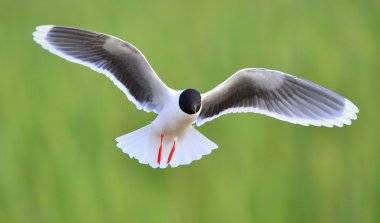 uçan açık Karabaş martı (Larus ridibundus)