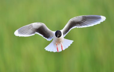 Karabaş martı (larus ridibundus) uçuş yeşil çim zemin üzerine. Açık