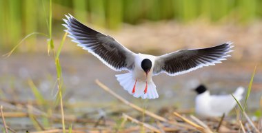 uçan açık Karabaş martı (Larus ridibundus)