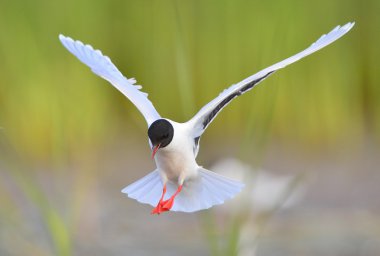 The black-headed gull (Chroicocephalus ridibundus) clipart