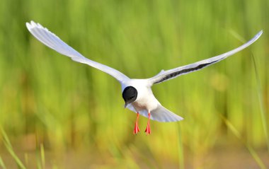 uçan açık Karabaş martı (Larus ridibundus)