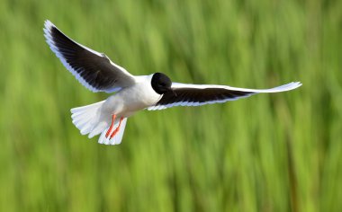 Karabaş martı (chroicocephalus ridibundus)