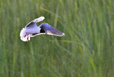 Karabaş martı (larus ridibundus) uçuş yeşil çim zemin üzerinde. arka ışık