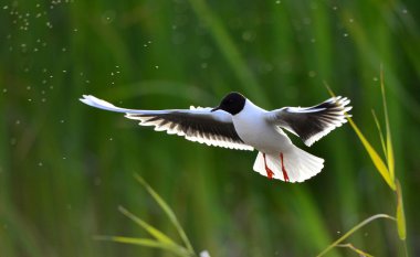 Karabaş martı (larus ridibundus) uçuş yeşil çim zemin üzerinde. açık. bakclight