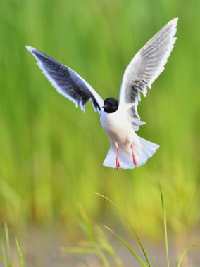 Karabaş martı (chroicocephalus ridibundus)