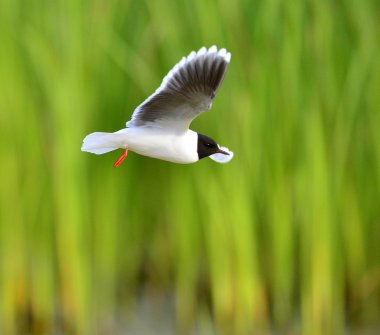 uçan açık Karabaş martı (Larus ridibundus)
