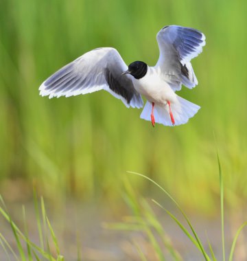 uçan açık Karabaş martı (Larus ridibundus)