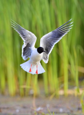 Karabaş martı (chroicocephalus ridibundus)