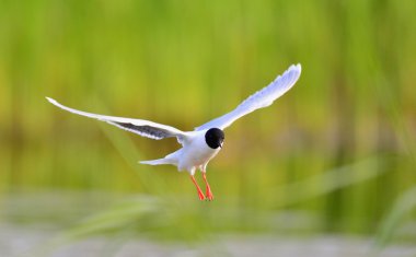 Karabaş martı (larus ridibundus) uçuş yeşil çim zemin üzerine