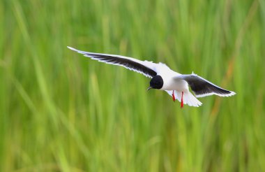 Karabaş martı (larus ridibundus) uçuş yeşil çim zemin üzerine