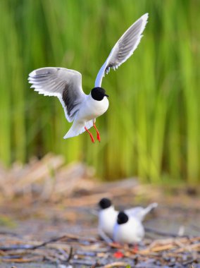 Karabaş martı (larus ridibundus) uçuş yeşil çim zemin üzerinde. uçan martı, melek gibi biraz görünüyor.. 