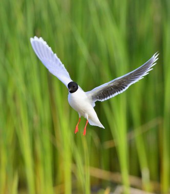 uçan açık Karabaş martı (Larus ridibundus)