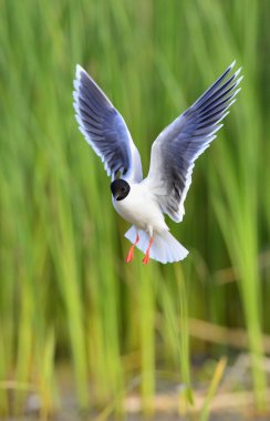 Karabaş martı (larus ridibundus) uçuş yeşil çim zemin üzerinde. uçan martı, melek gibi biraz görünüyor.. 