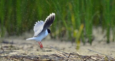 Karabaş martı (larus ridibundus) uçuş yeşil çim zemin üzerine