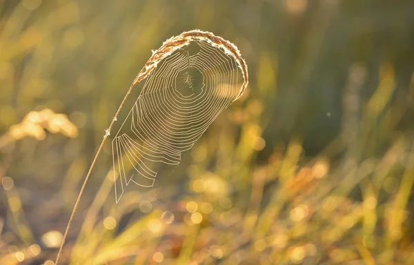 Arrière-plan Spiderweb — Photo