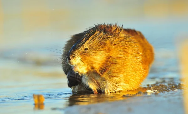 Zonsondergang muskusrat — Stockfoto