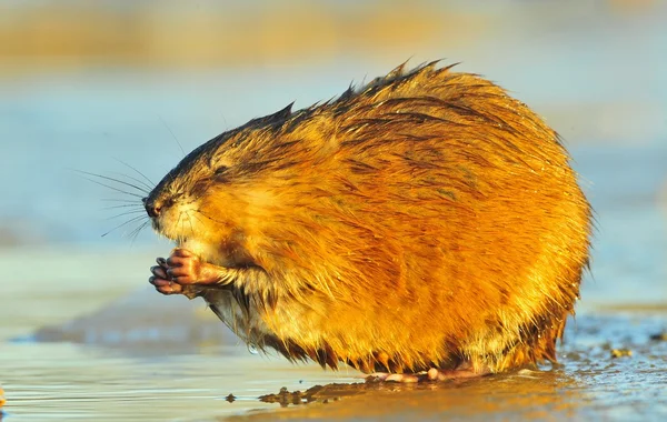 Comendo rato almiscarado — Fotografia de Stock